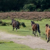 NNS New Forest trip Sept 2008 115